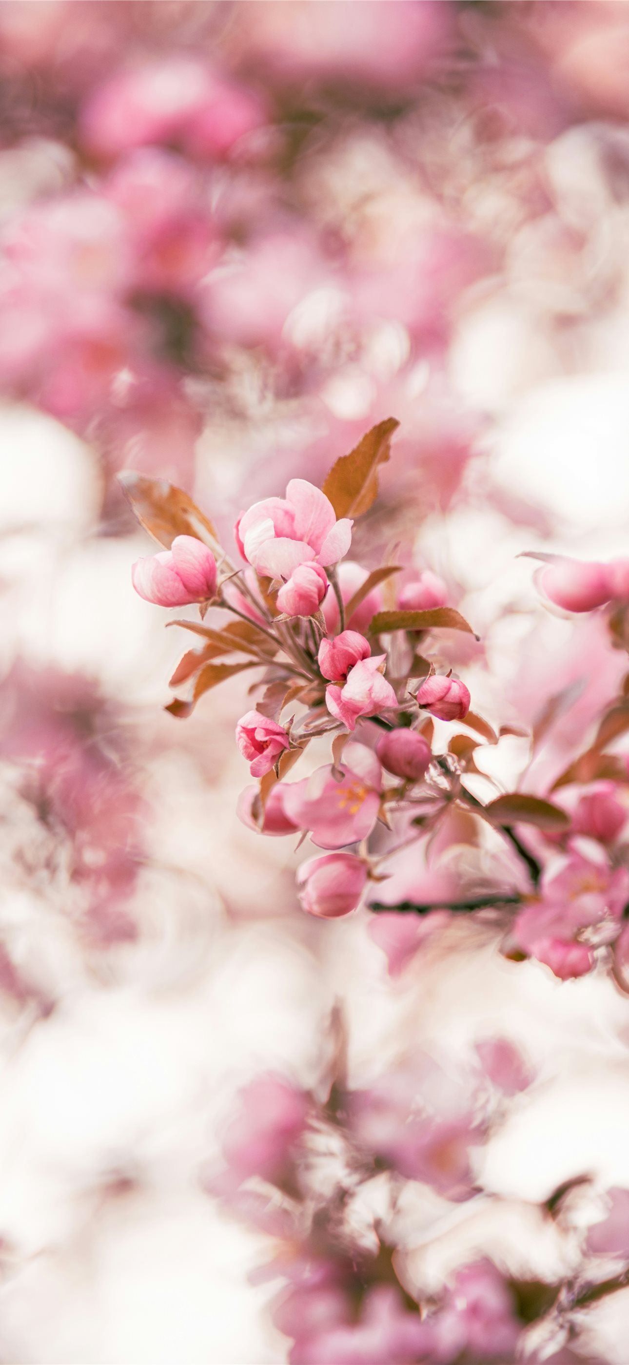 1290x2796 Pink blossoms bloom in spring iPhone Wallpaper Free Download