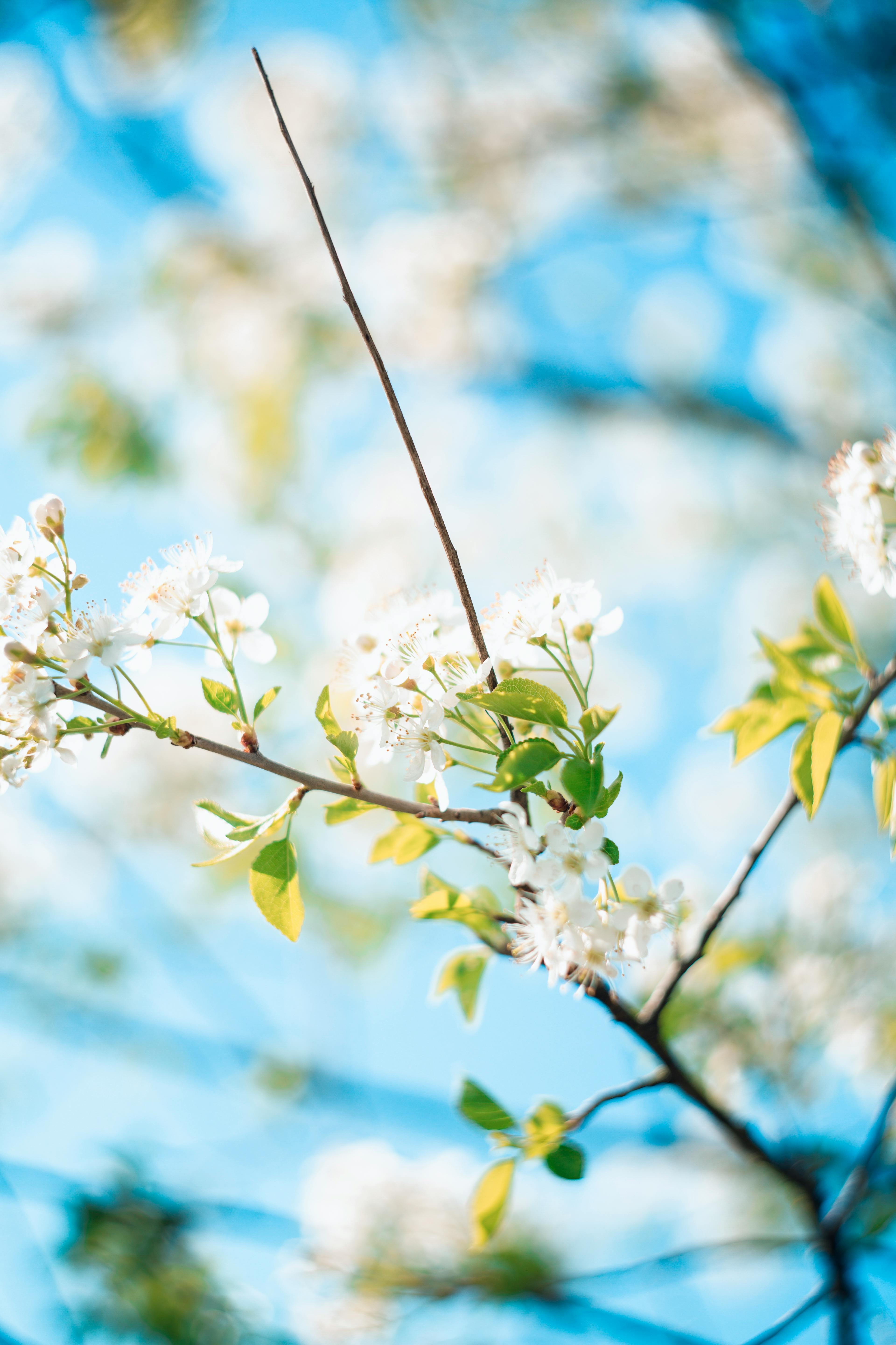 3840x5760 Free of airy, atmosphere, background, beautiful, bloom, blossom, bokeh, botany, branch, bright, calming, cherry blossom, colorful, day, decorative, environment, flora, floral, flower picture, franconian switzerland, fresh, full bloom