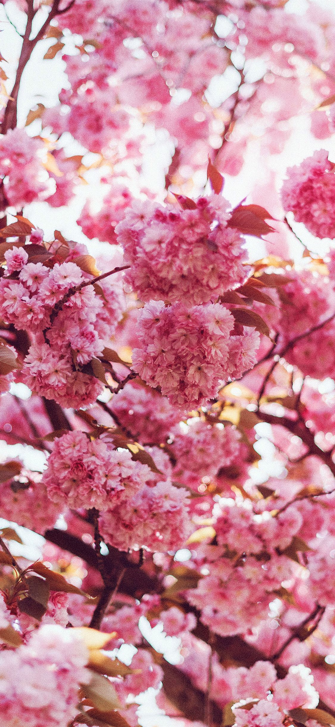 1125x2436 iPhone X wallpaper. spring flower pink blossom bokeh nature flare