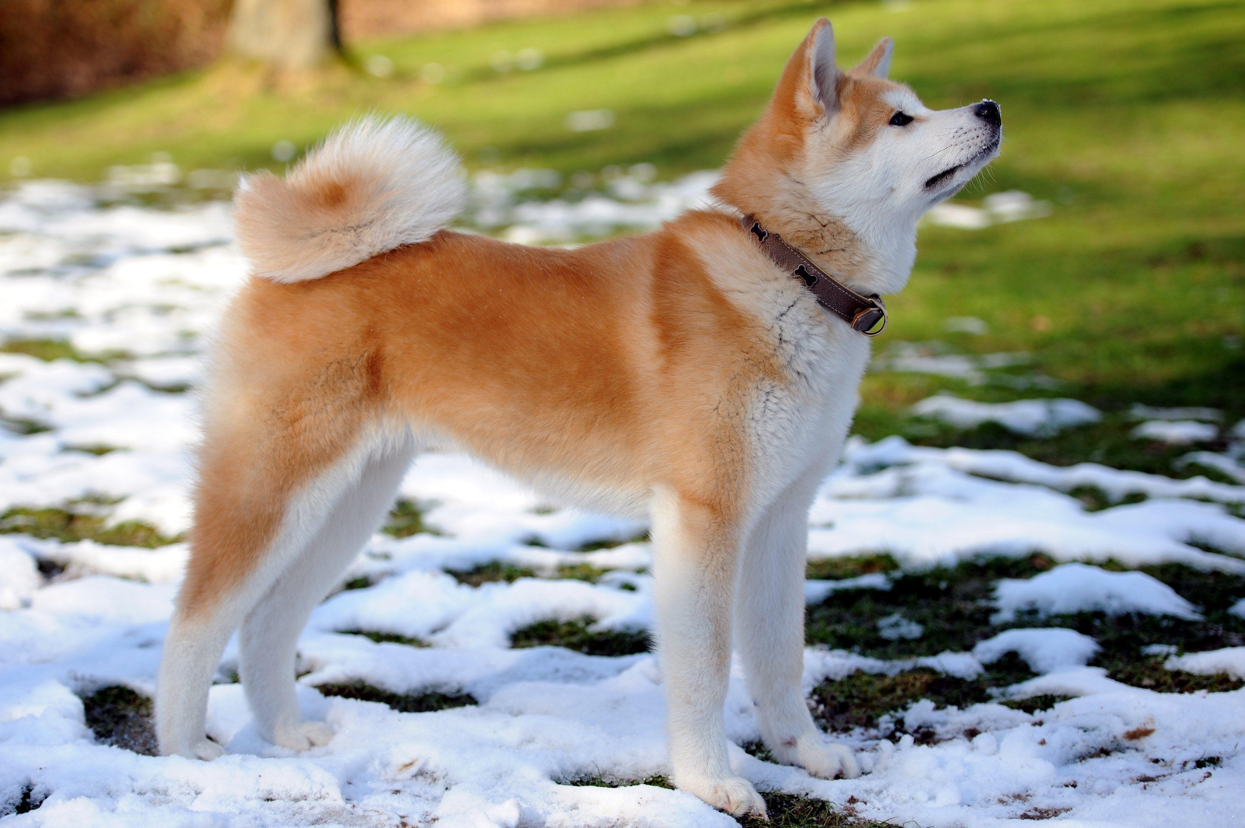 Akita Inu Wallpapers - Top Free Akita Inu Backgrounds - WallpaperAccess