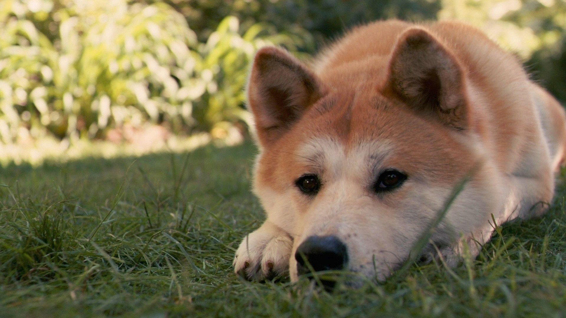 1920x1080 Akita Wallpaper