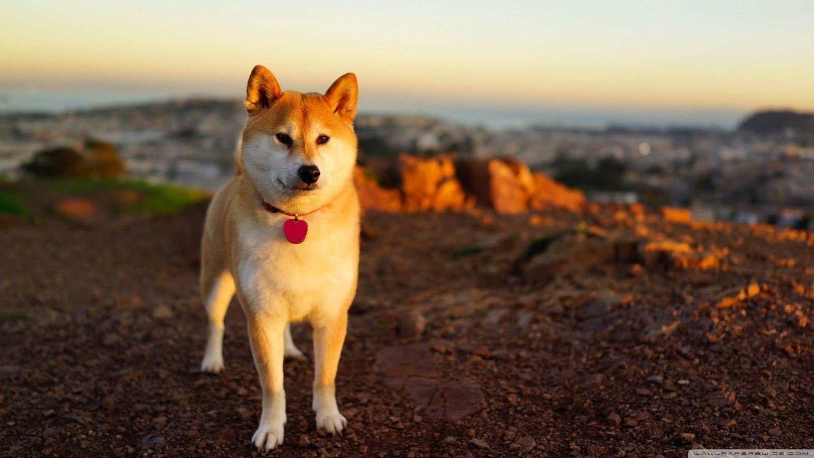 1600x900 Akita Inu Ultra HD Desktop Background Wallpaper for 4K UHD TV