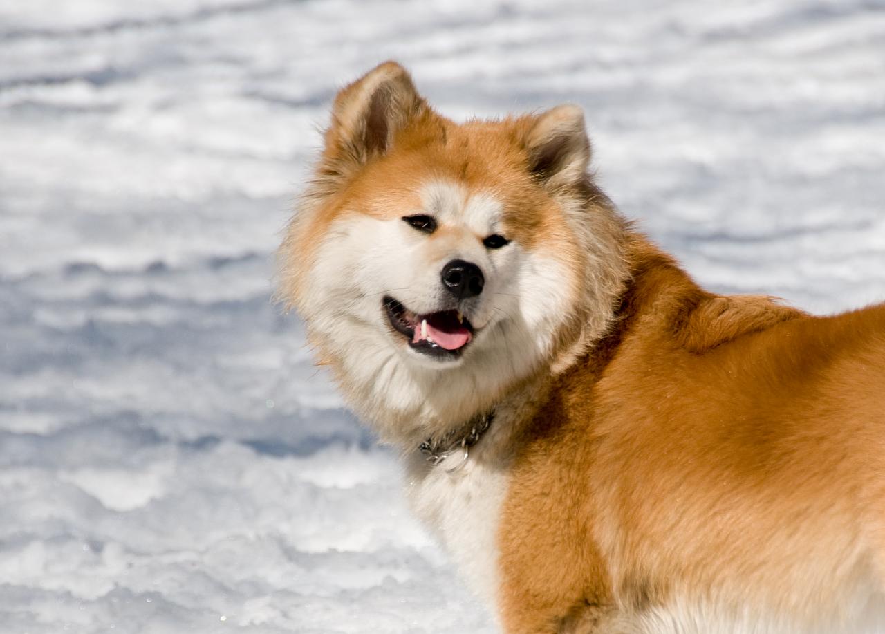 1280x917 Akita Wallpaper