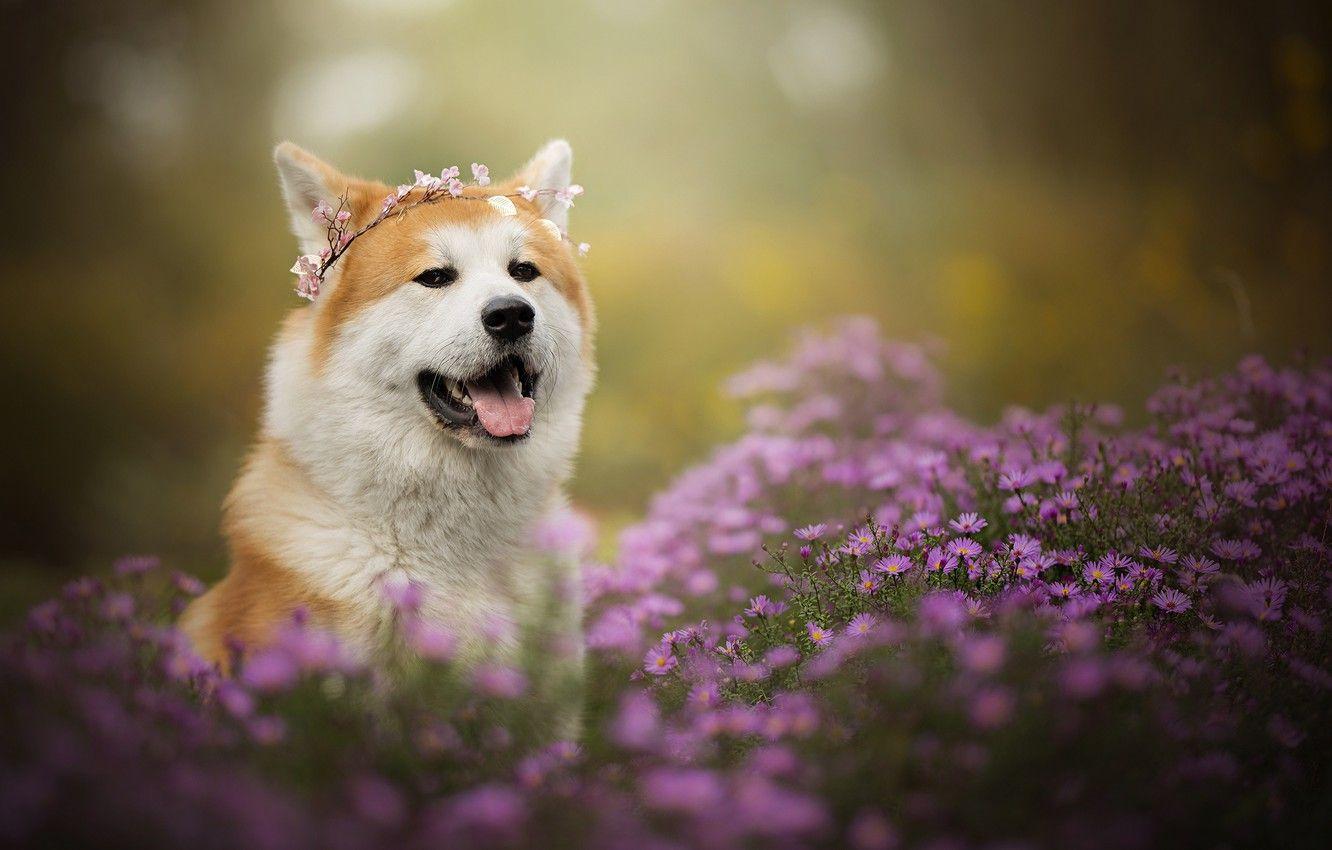 1332x850 Wallpaper face, flowers, portrait, dog, wreath, chrysanthemum