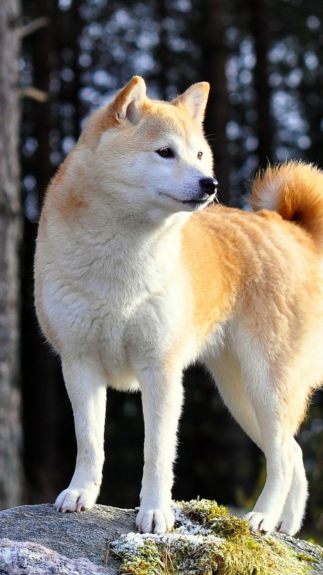 1080x1920 Akita Wallpaper. Akita Wallpaper, Akita