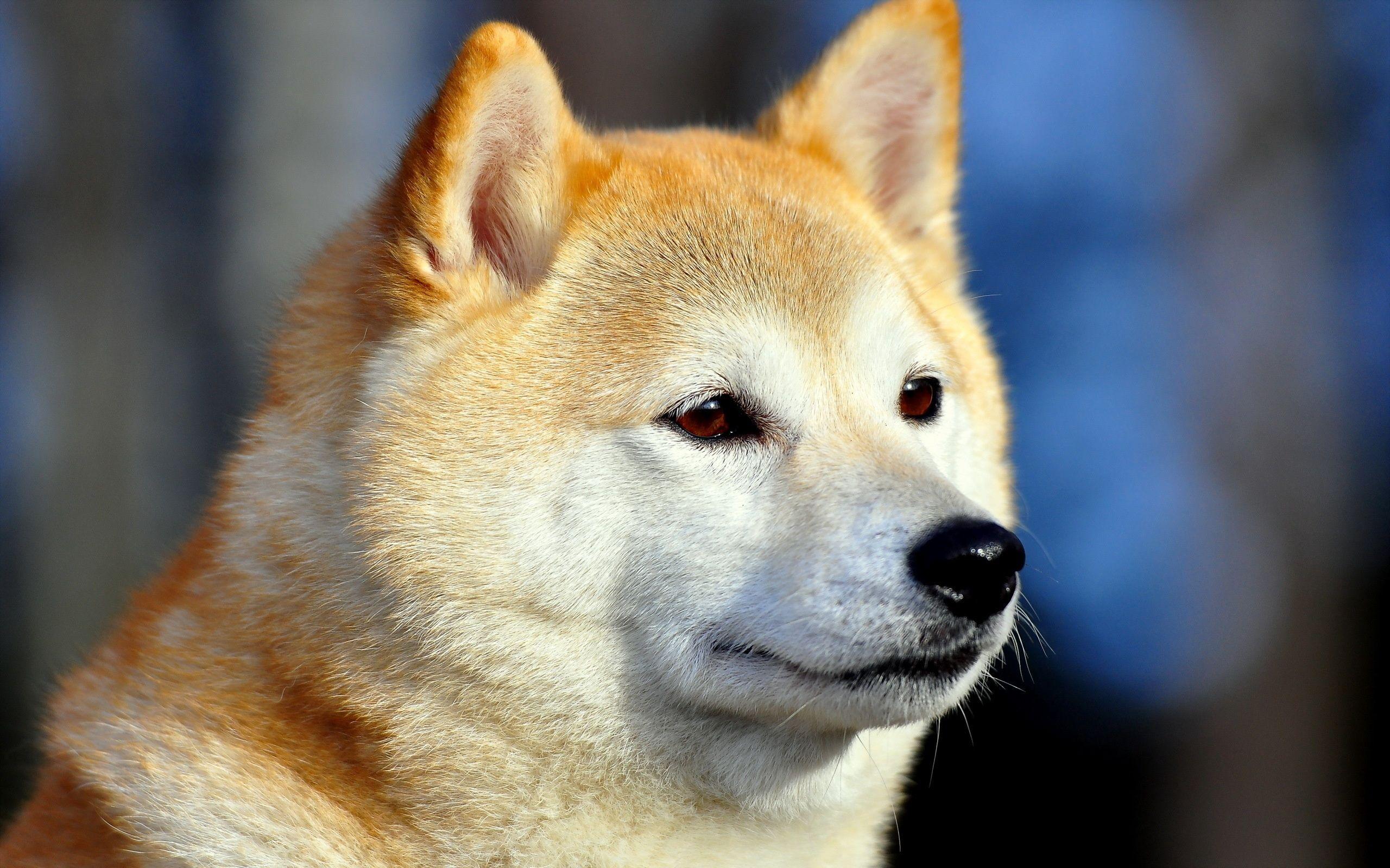 2560x1600 Download wallpaper 2560x1600 akita inu, dog, muzzle, eyes HD