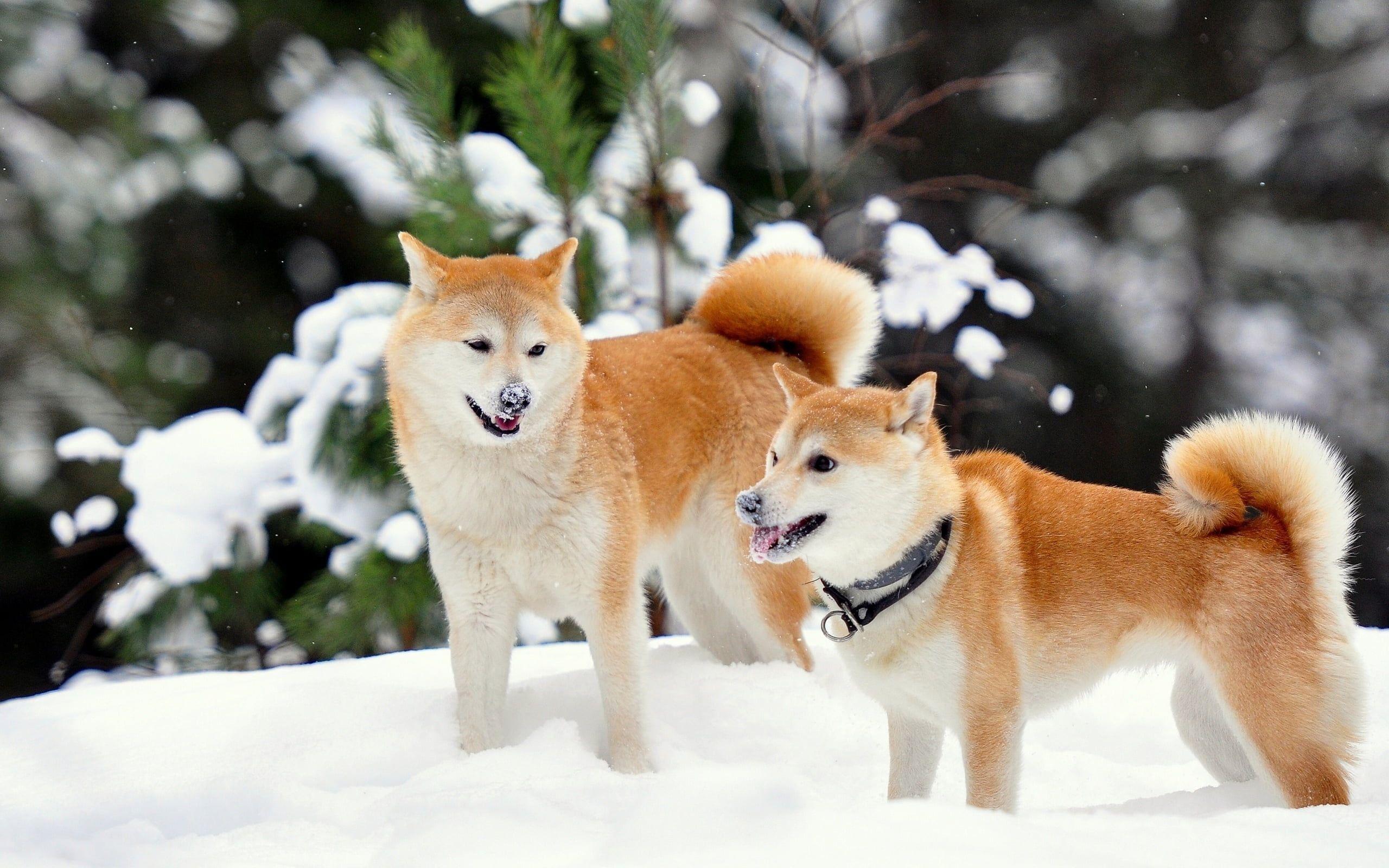 Akita Inu Wallpapers - Top Free Akita Inu Backgrounds - WallpaperAccess