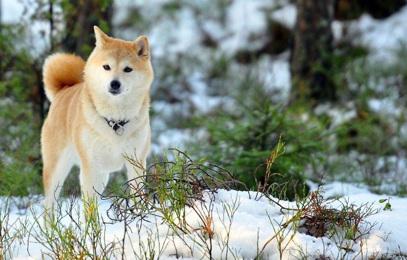 1332x850 Wallpaper Akita inu, my beauty, my dog, love her image