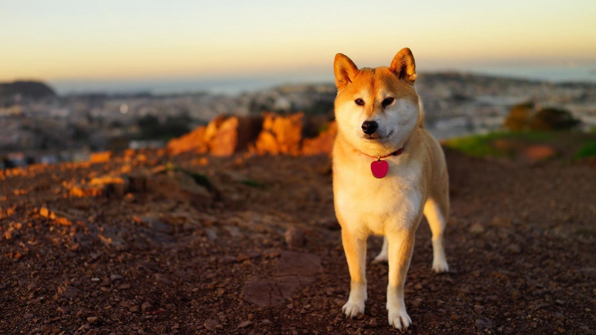 1920x1080 Dog, Akita, Inu, Grass, Walk, High, Resolution, Wallpaper, Desktop