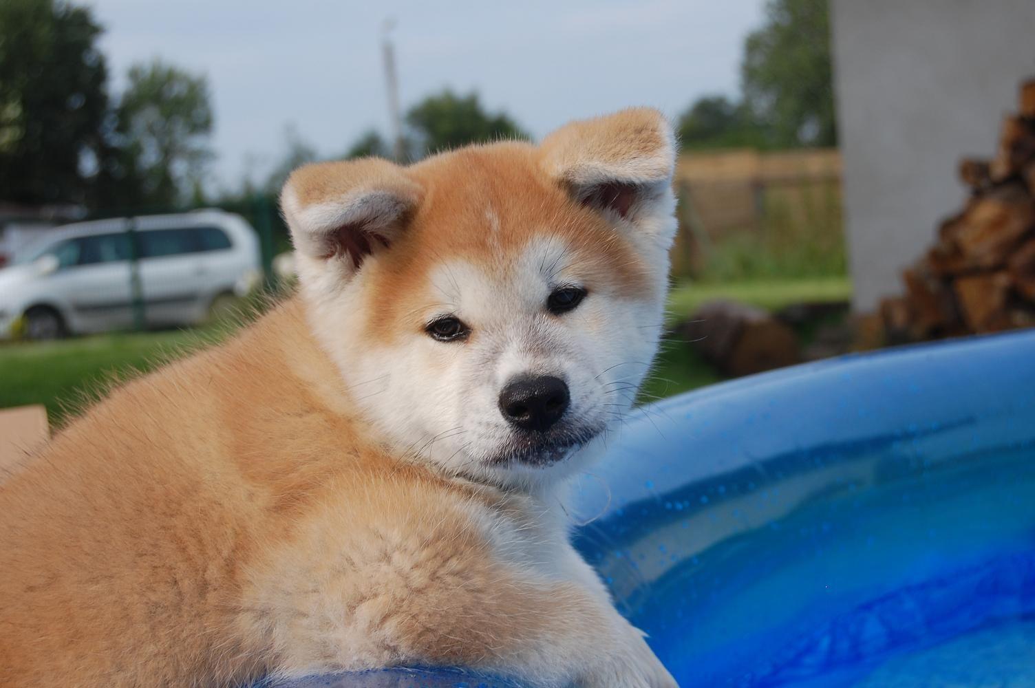1504x1000 Akita Inu puppy on the car photo and wallpaper. Beautiful Akita