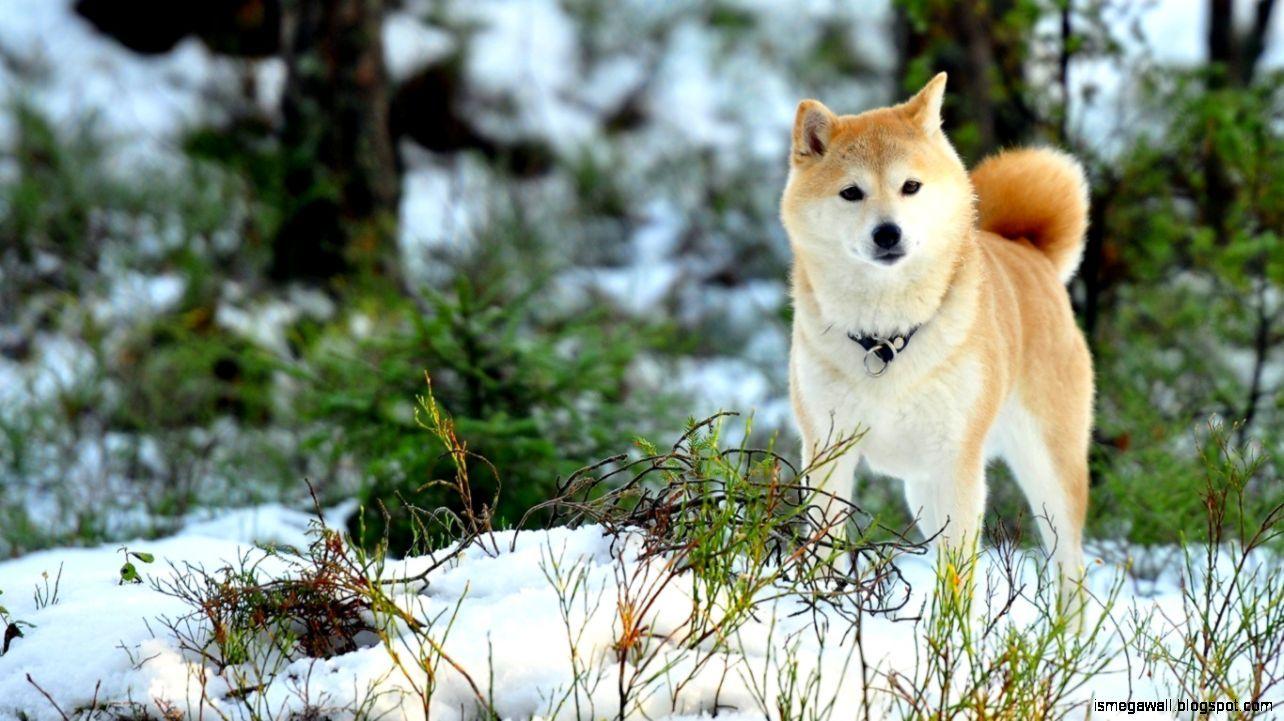 1284x721 Akita Inu Dog Wallpaper