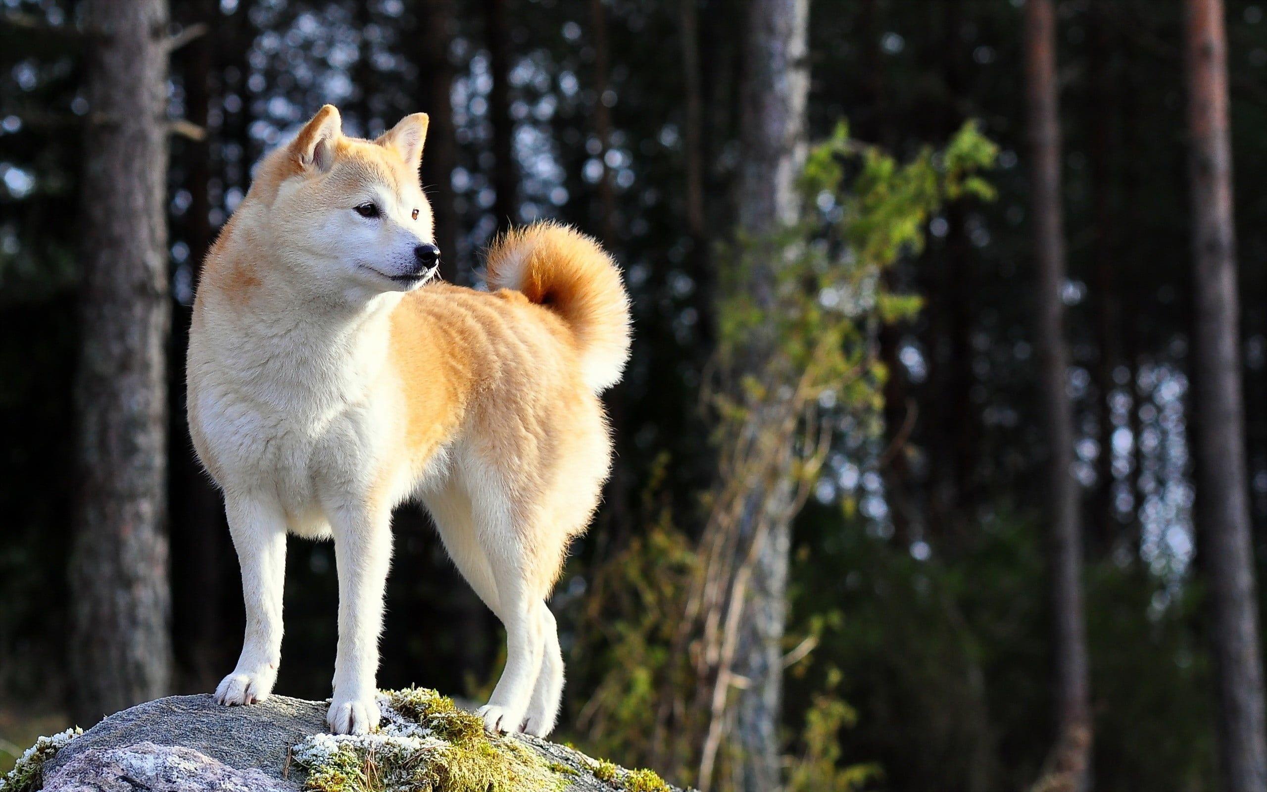 2560x1600 Medium Short Coat White And Orange Dog HD Wallpaper