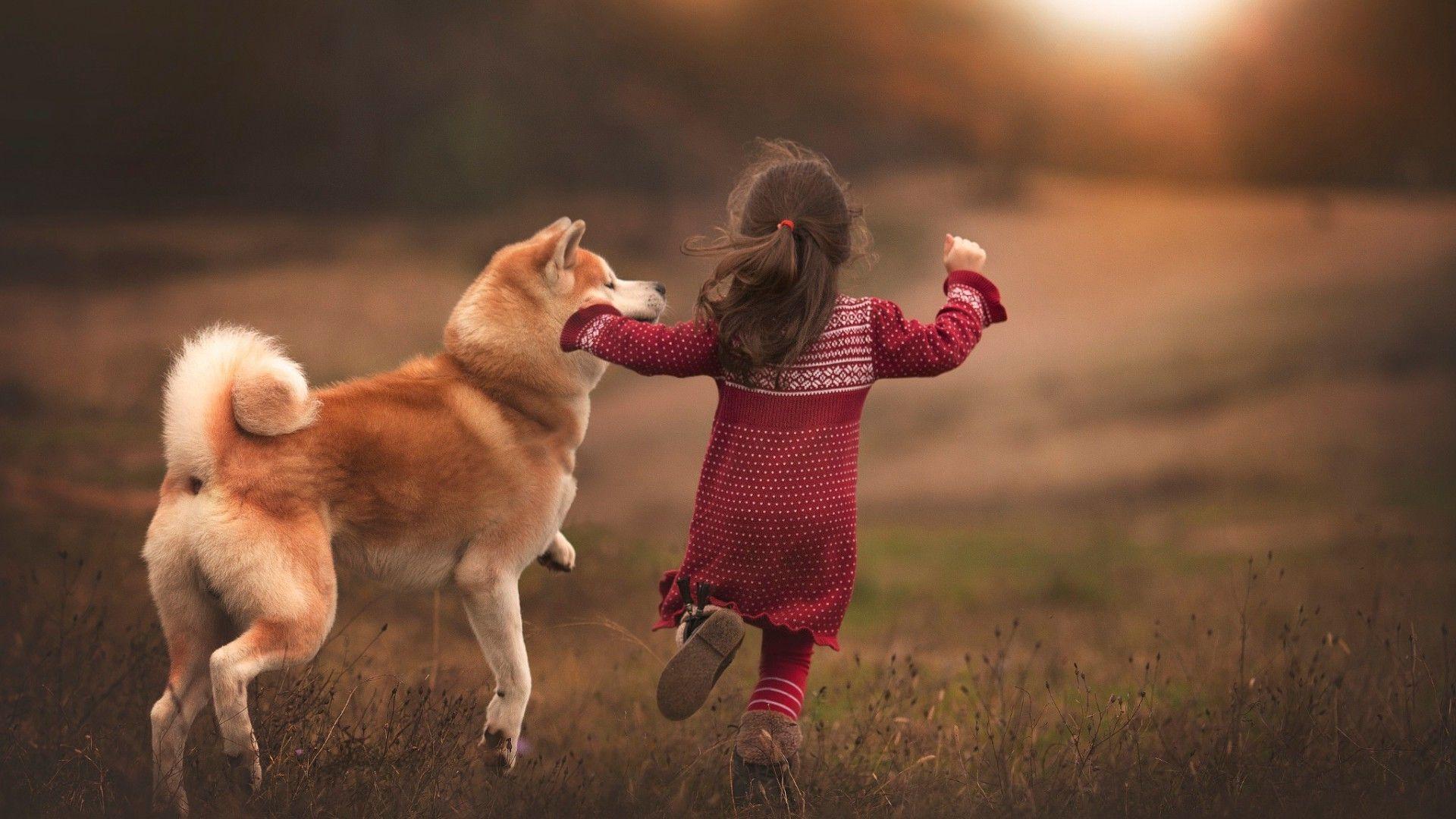 1920x1080 Shiba Inu Wallpaper