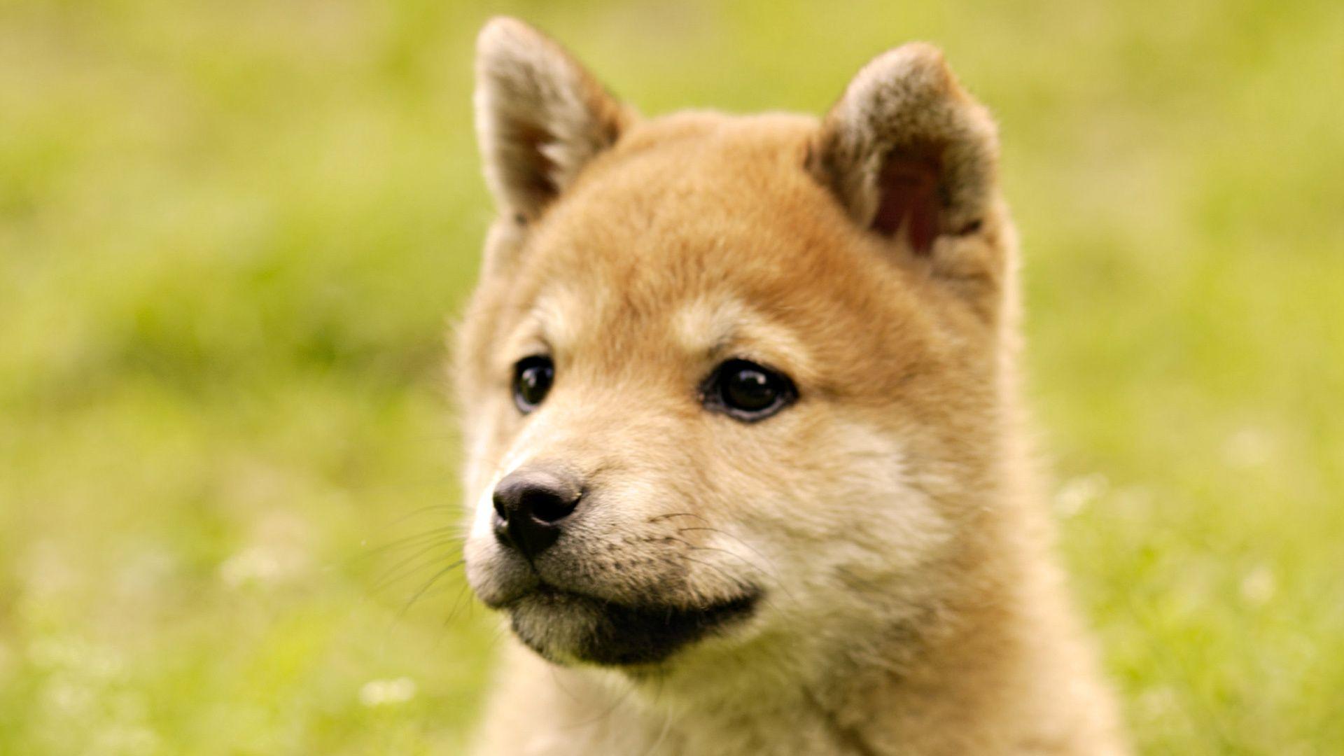 1920x1080 Adorable Akita wallpaperx1080