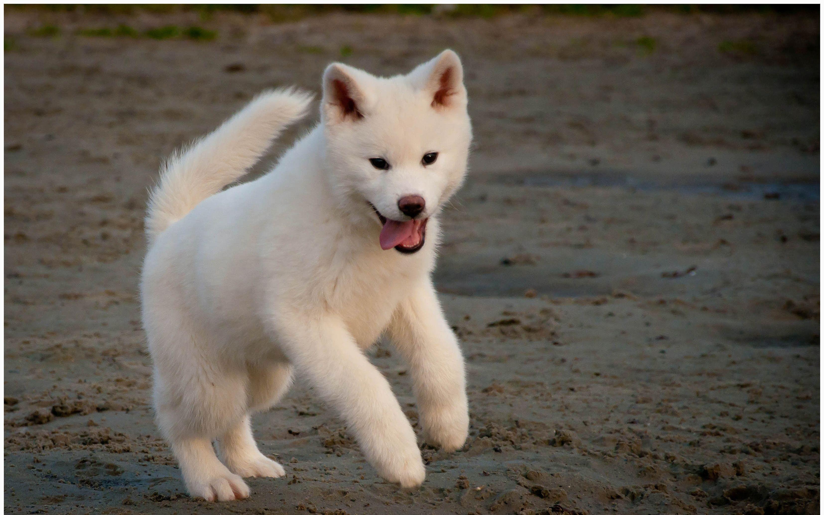 Akita Inu Wallpapers - Top Free Akita Inu Backgrounds - WallpaperAccess