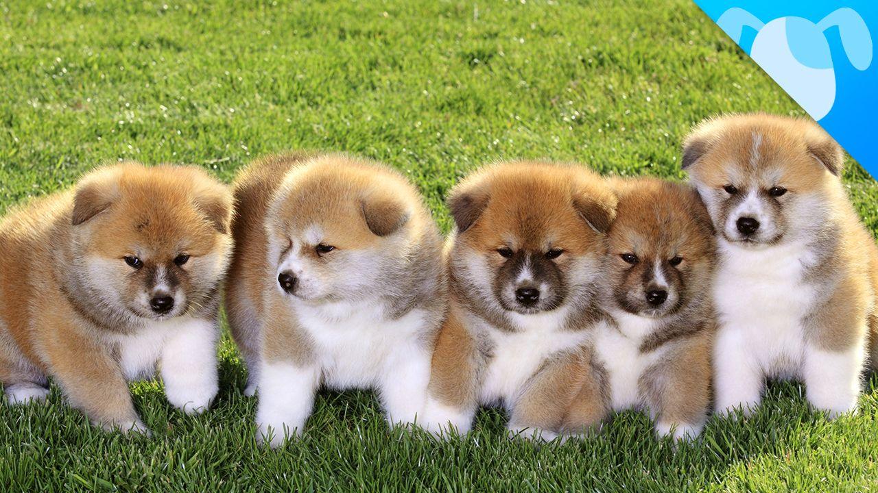 1280x720 Gallery For > Akita Inu Wallpaper