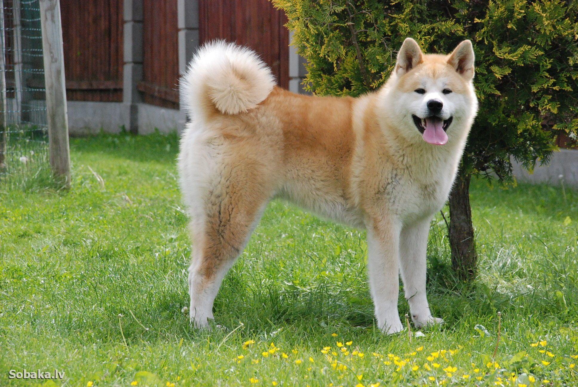1936x1296 Free download Awesome Akita Inu Wallpaper Akita Inu Wallpaper