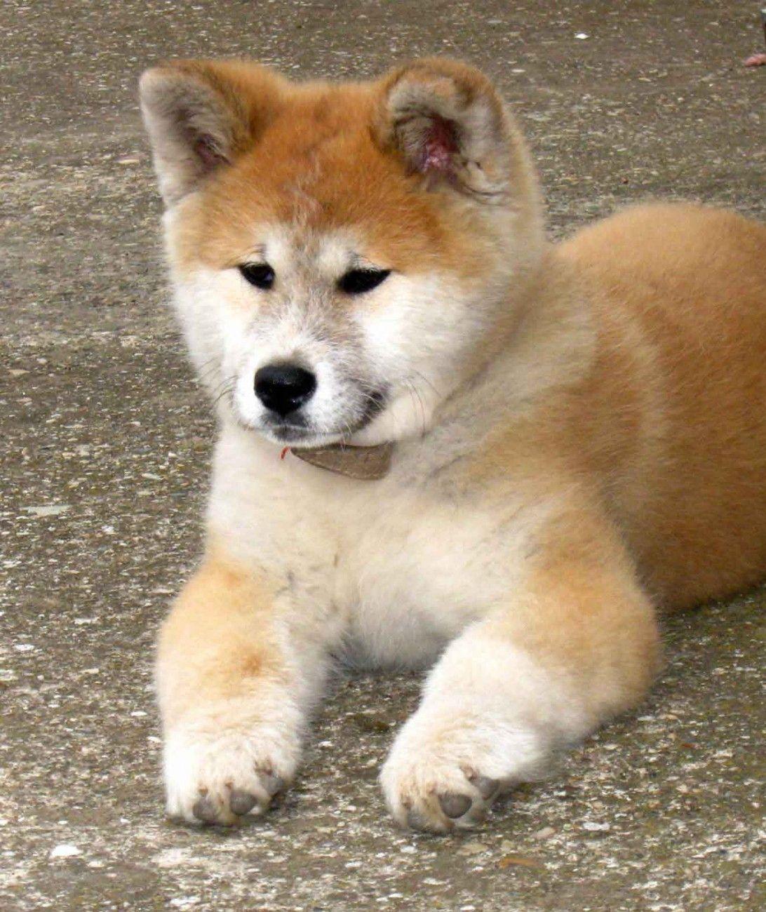 1092x1300 Akita Puppies Wallpaper
