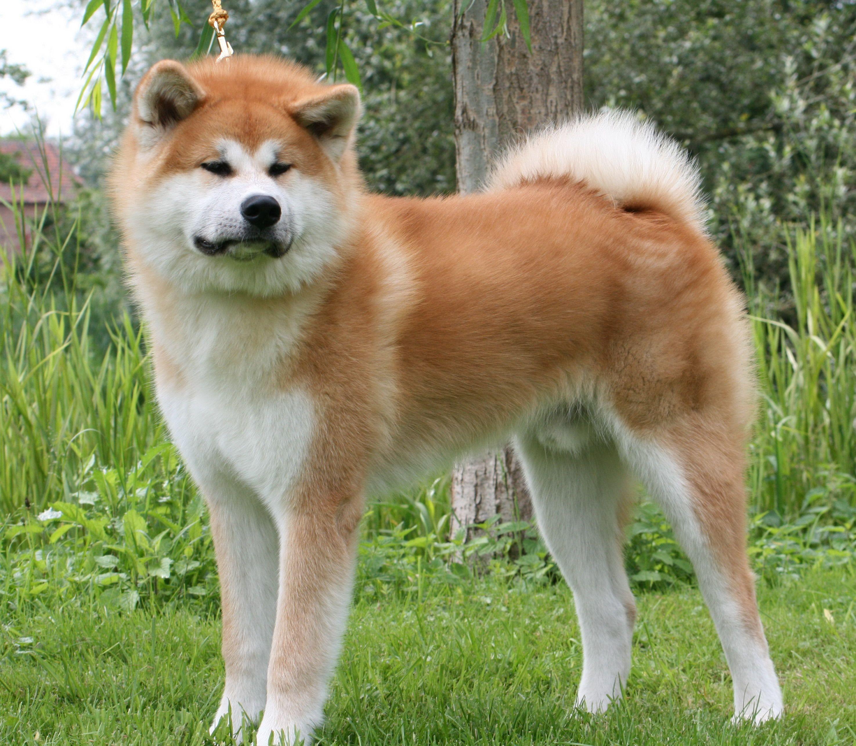 2950x2571 Computer Wallpaper, Desktop Background Akita Inu, 1611.81 KB