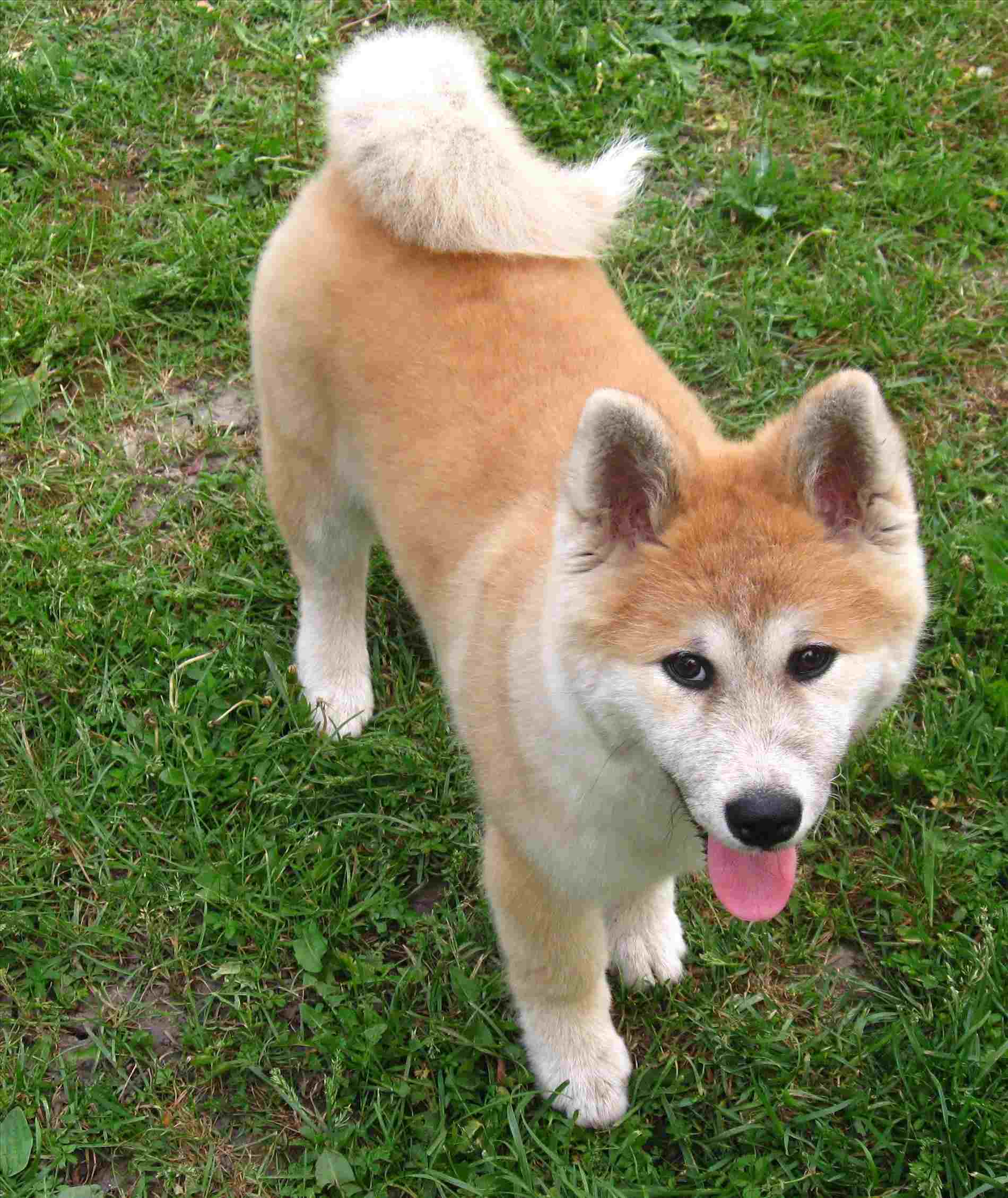 Akita Inu Wallpapers - Top Free Akita Inu Backgrounds - WallpaperAccess