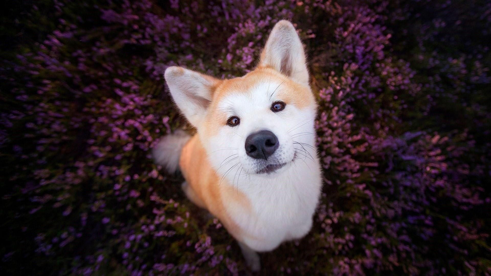 Akita Inu Wallpapers - Top Free Akita Inu Backgrounds - WallpaperAccess