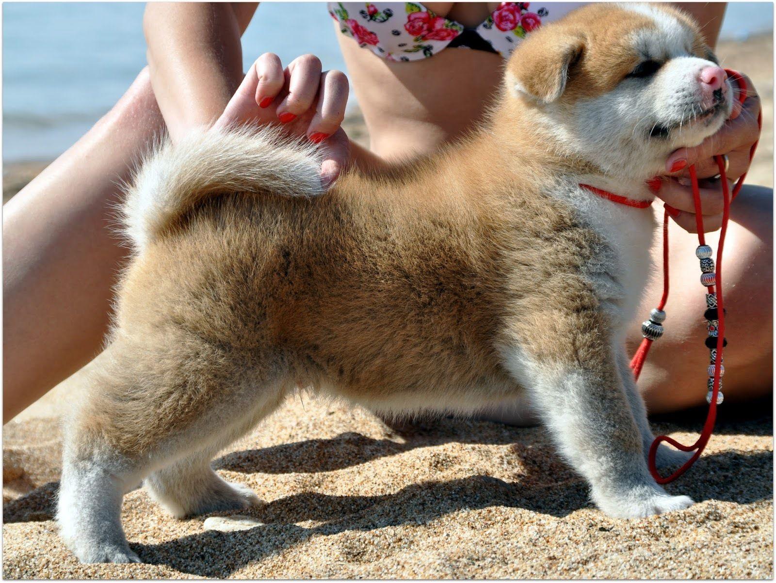 1600x1203 Free download Stand Akita Inu puppy wallpaper and image