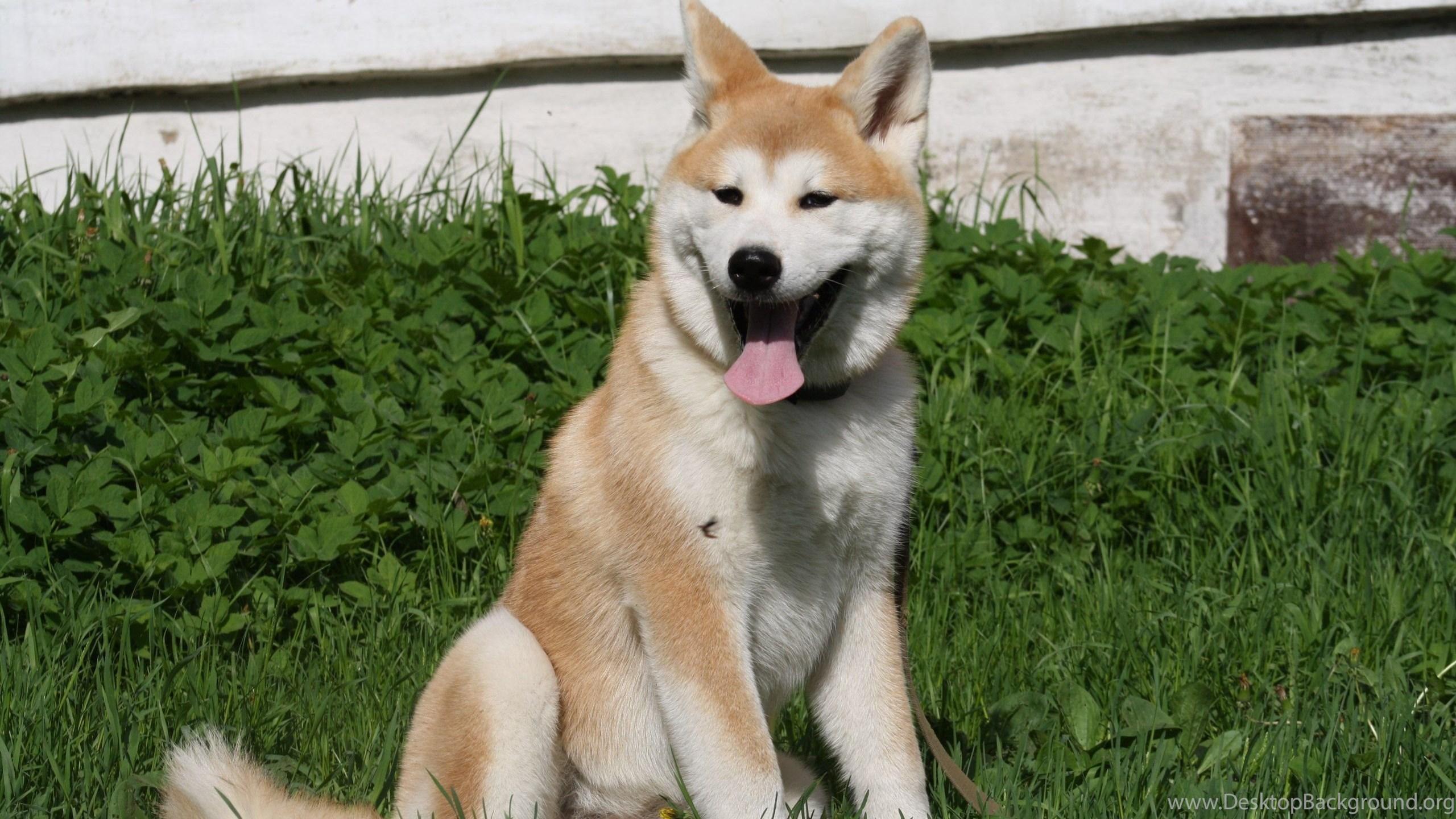 2560x1440 Akita Inu Photo Wallpaper, Picture With Akita Inu Desktop Background