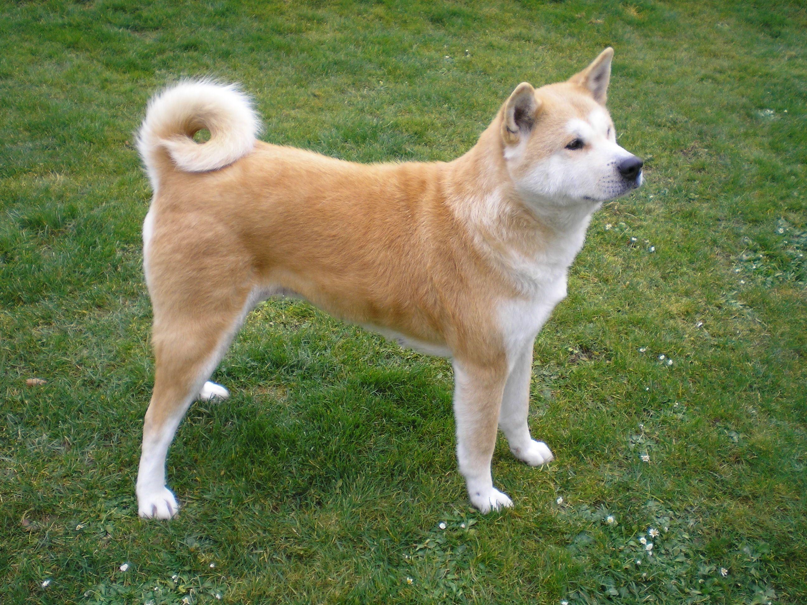 2592x1944 Brown and white Akita HD wallpaper