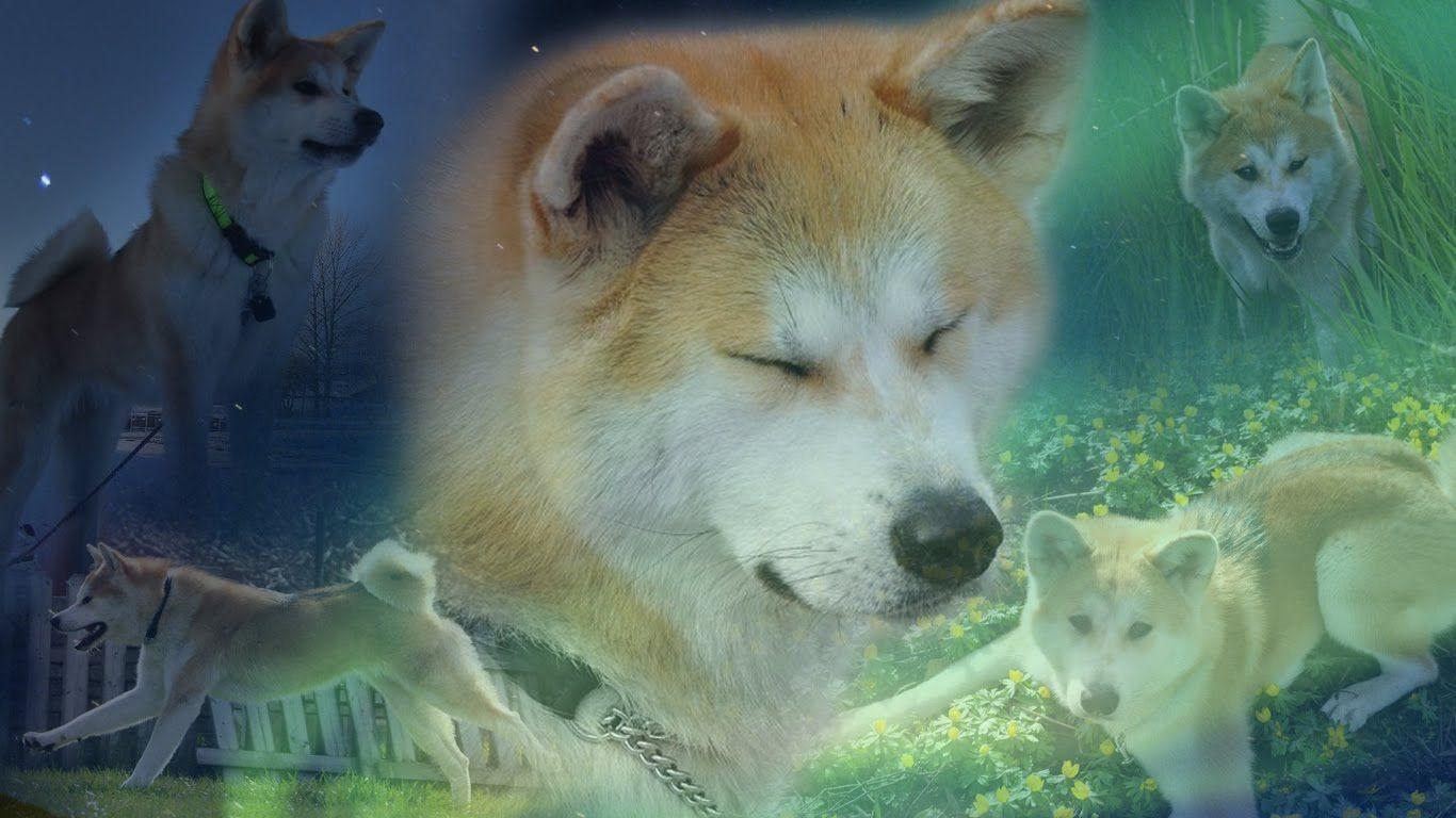 1366x768 Akita Inu dogs photo and wallpaper. Beautiful Akita Inu dogs picture