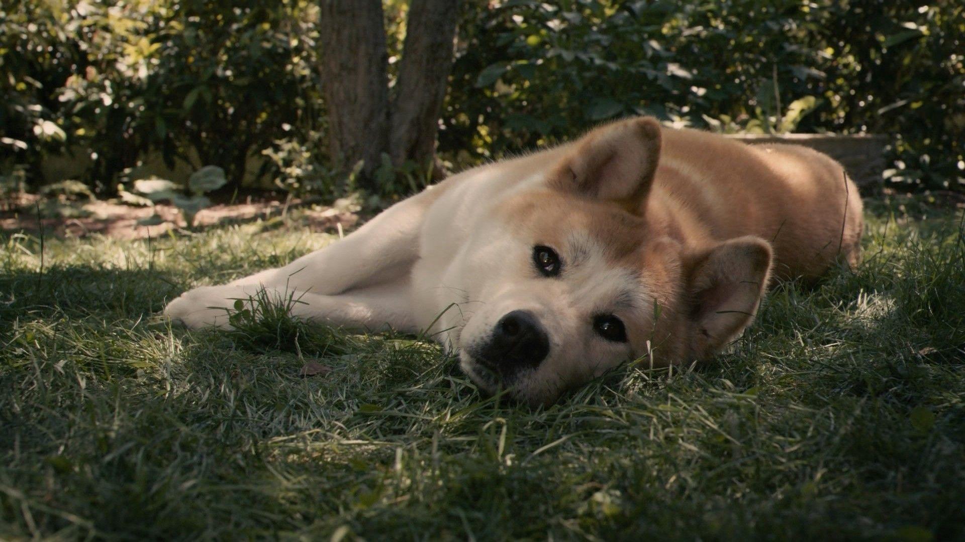 1920x1080 Beautiful, Akita, Inu, Lies, On, The, Grass, Full, Screen