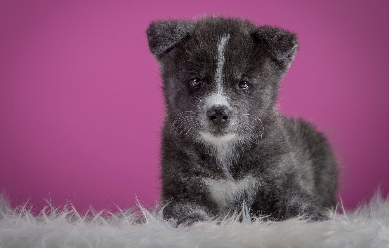 1332x850 Wallpaper grey, background, pink, dog, puppy, lies, fur, cutie