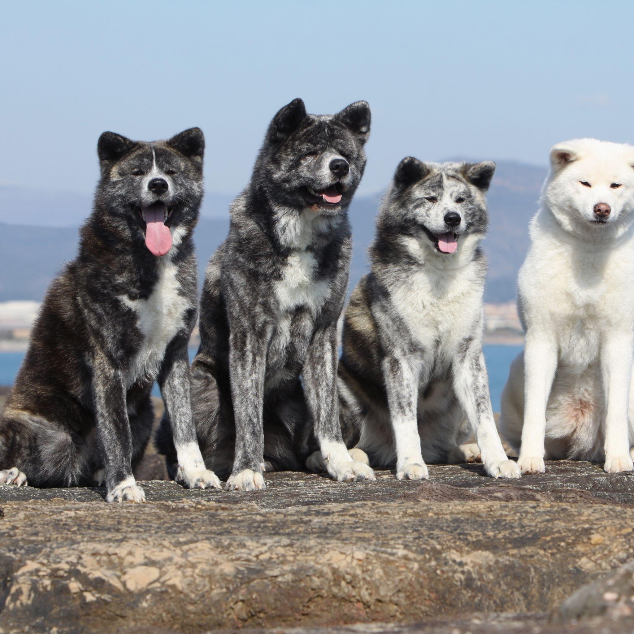 2048x2048 Akita Inu Dogs IPad Air Pro Wallpaper And IPad Mini Wallpaper