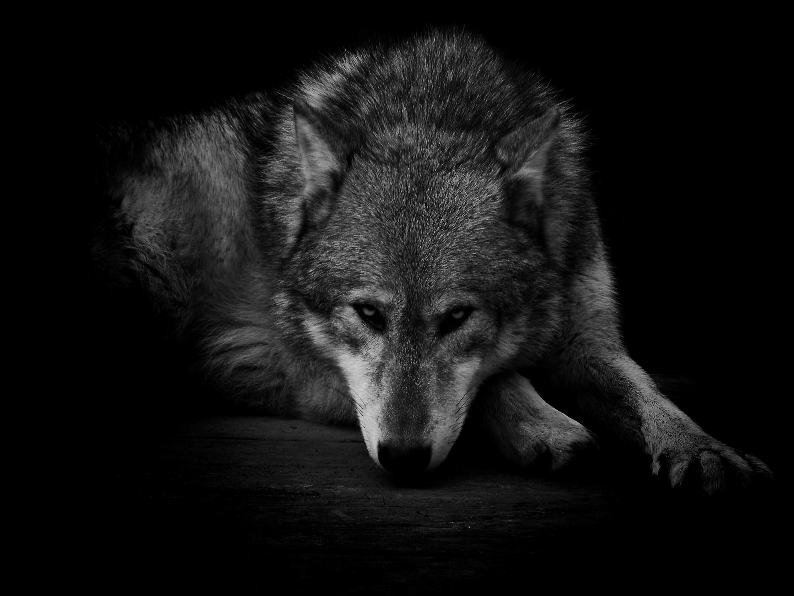 sad black wolf