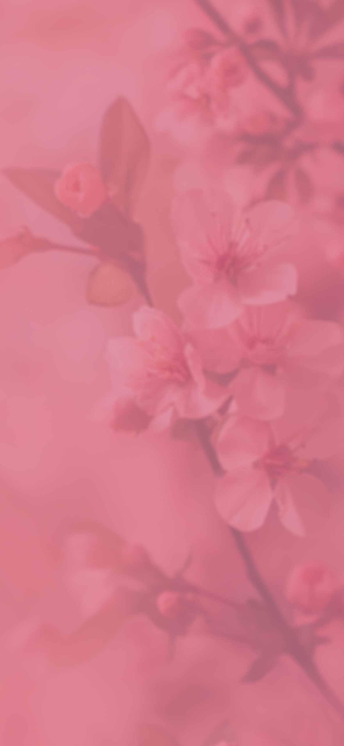 1183x2560 Romantic Pink Blossoms Wallpaper Aesthetic Wallpaper 4K