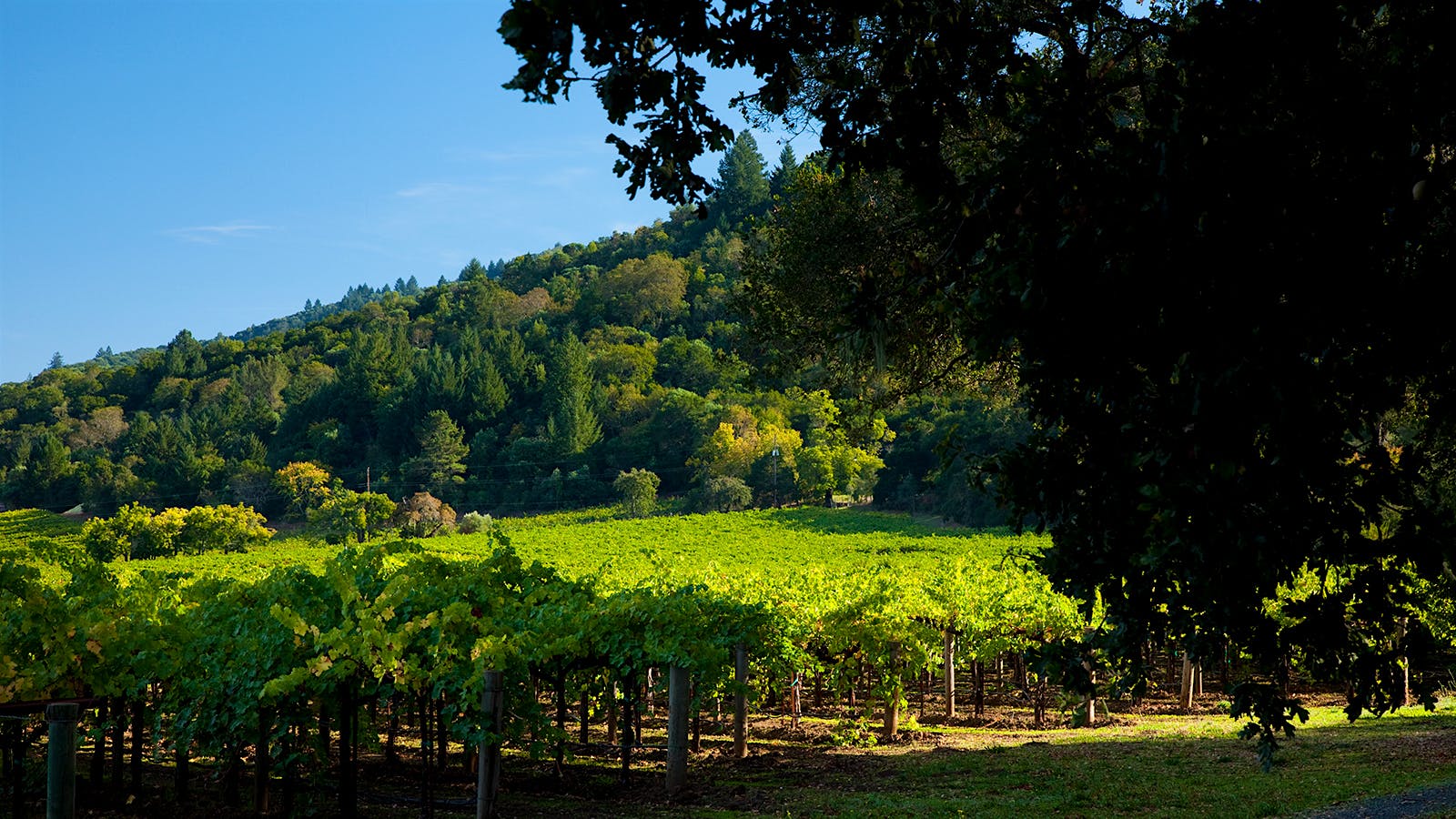 1600x900 Remembering Tom May, the Man Behind Napa's Martha's Vineyard