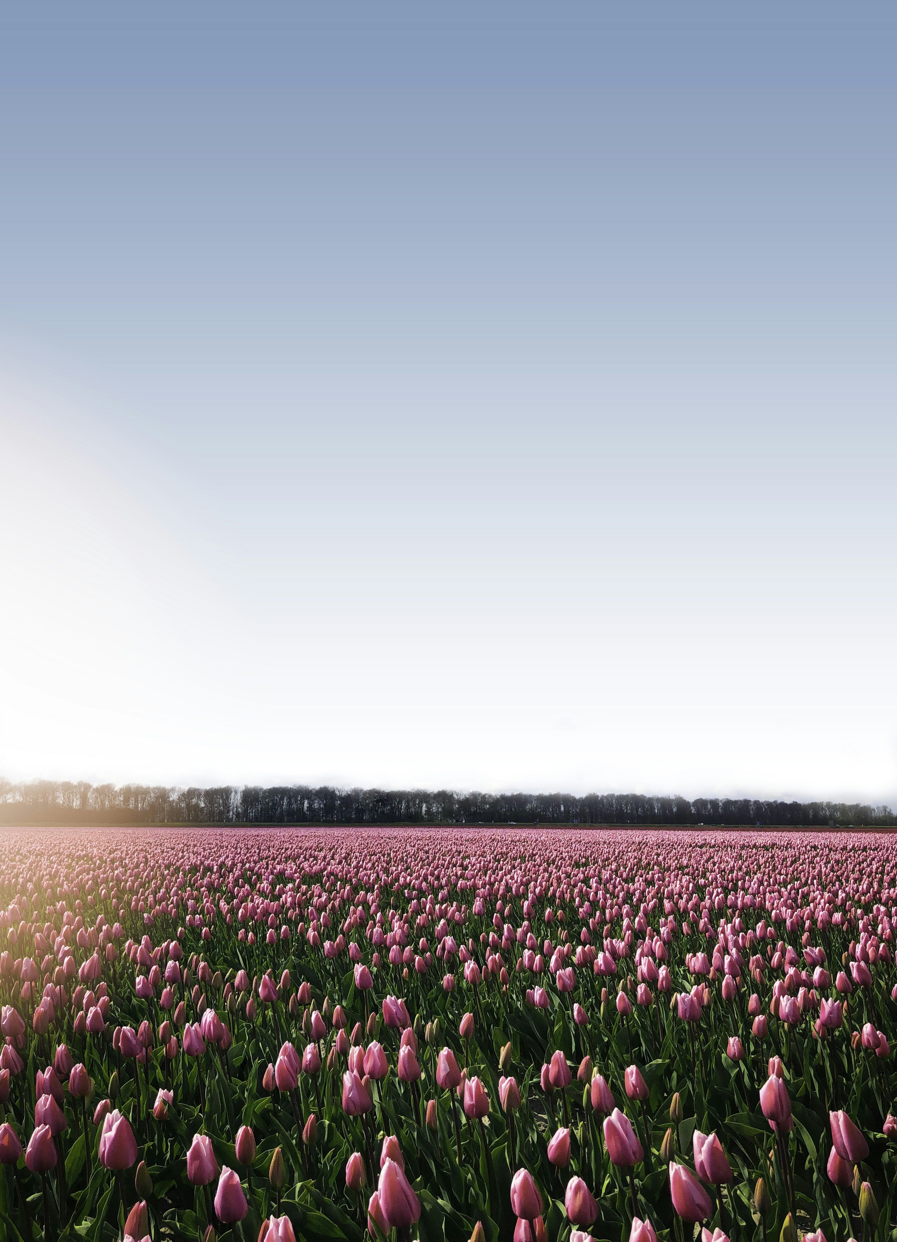 3000x4152 Pink flower field under blue sky during daytime photo