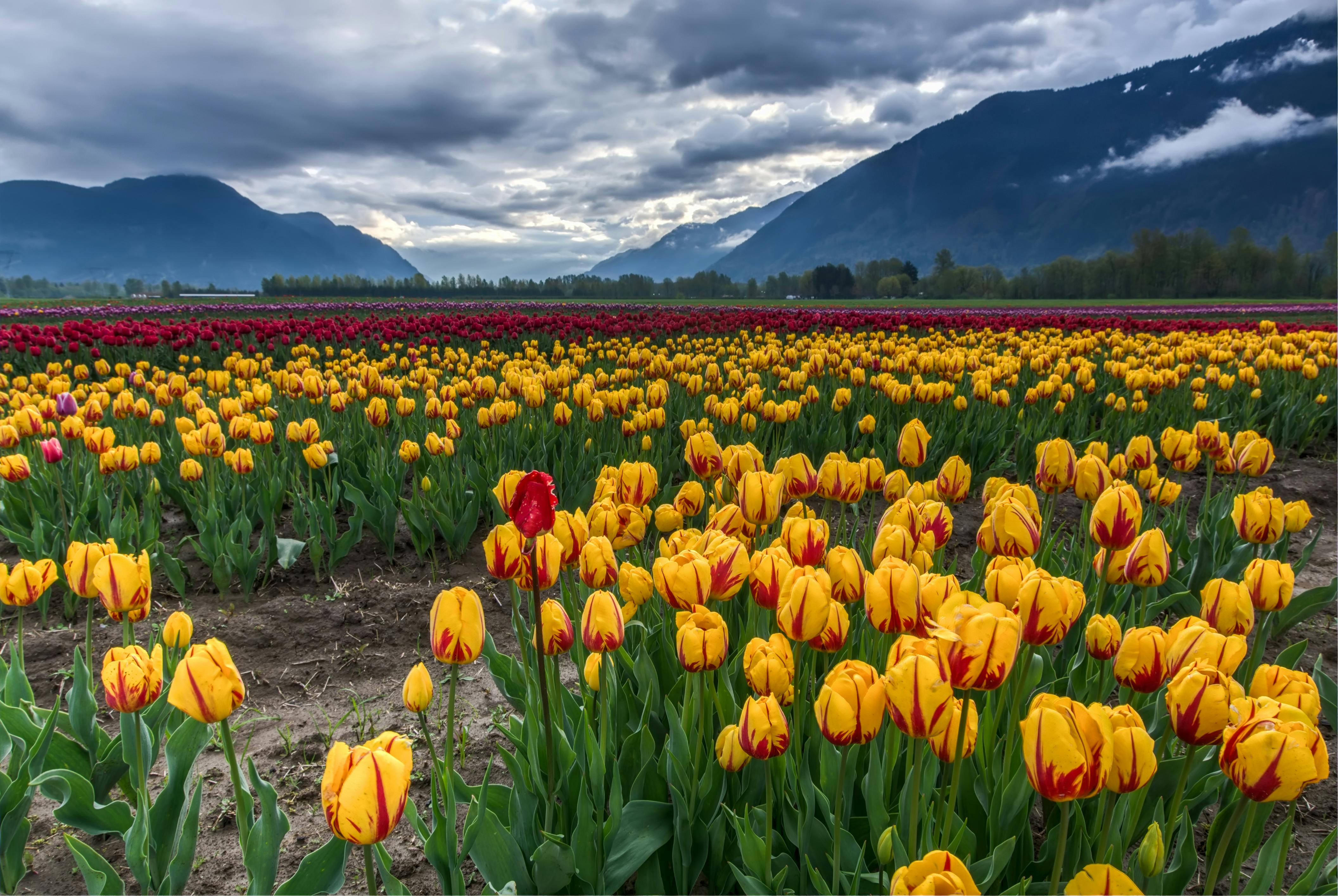 4225x2831 Photo of Field of Yellow and Red Tulips · Free