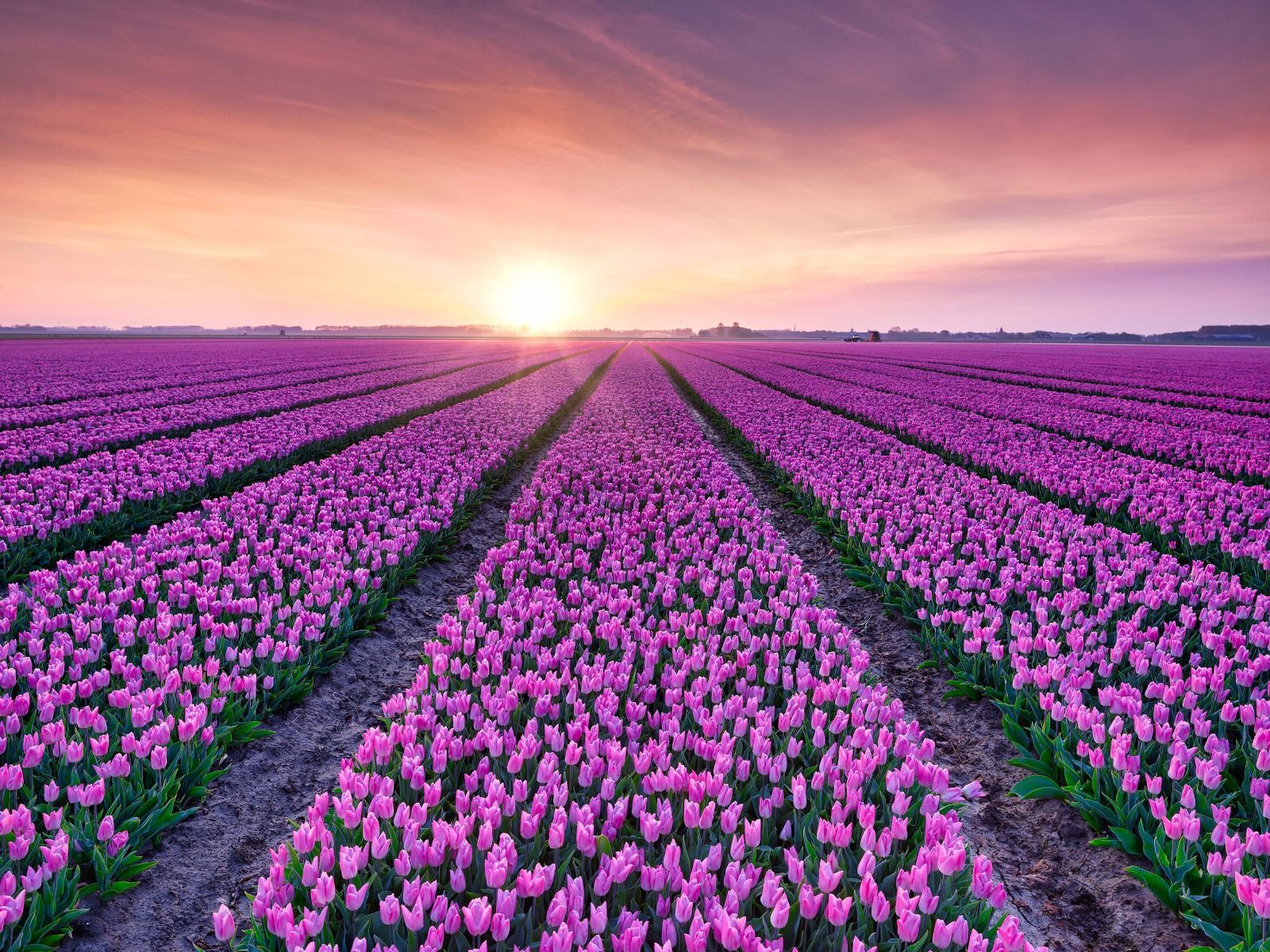 1600x1200 Tulip field at sunrise