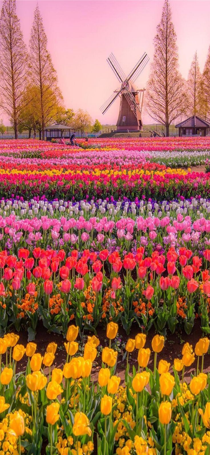 736x1593 Tulip Fields of Netherlands iPhone 11 Wallpaper