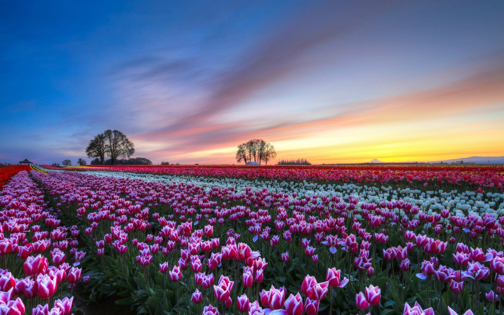 1920x1200 Stunning Tulip Fields: A Breathtaking HD Wallpaper for Nature Lovers