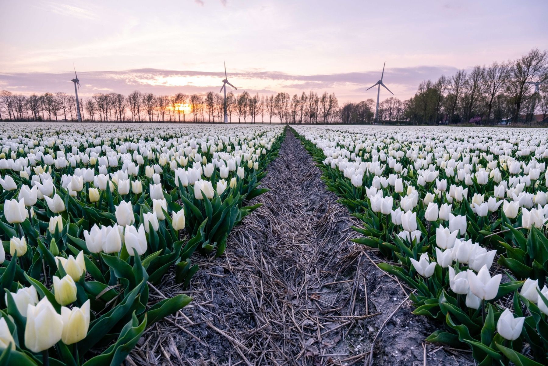 1799x1200 White tulip field