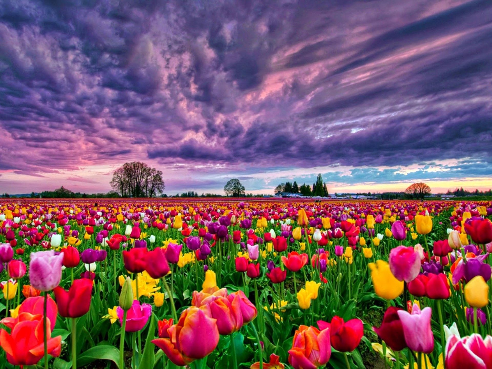 1920x1440 Tulips Field At Sunset Wallpaper
