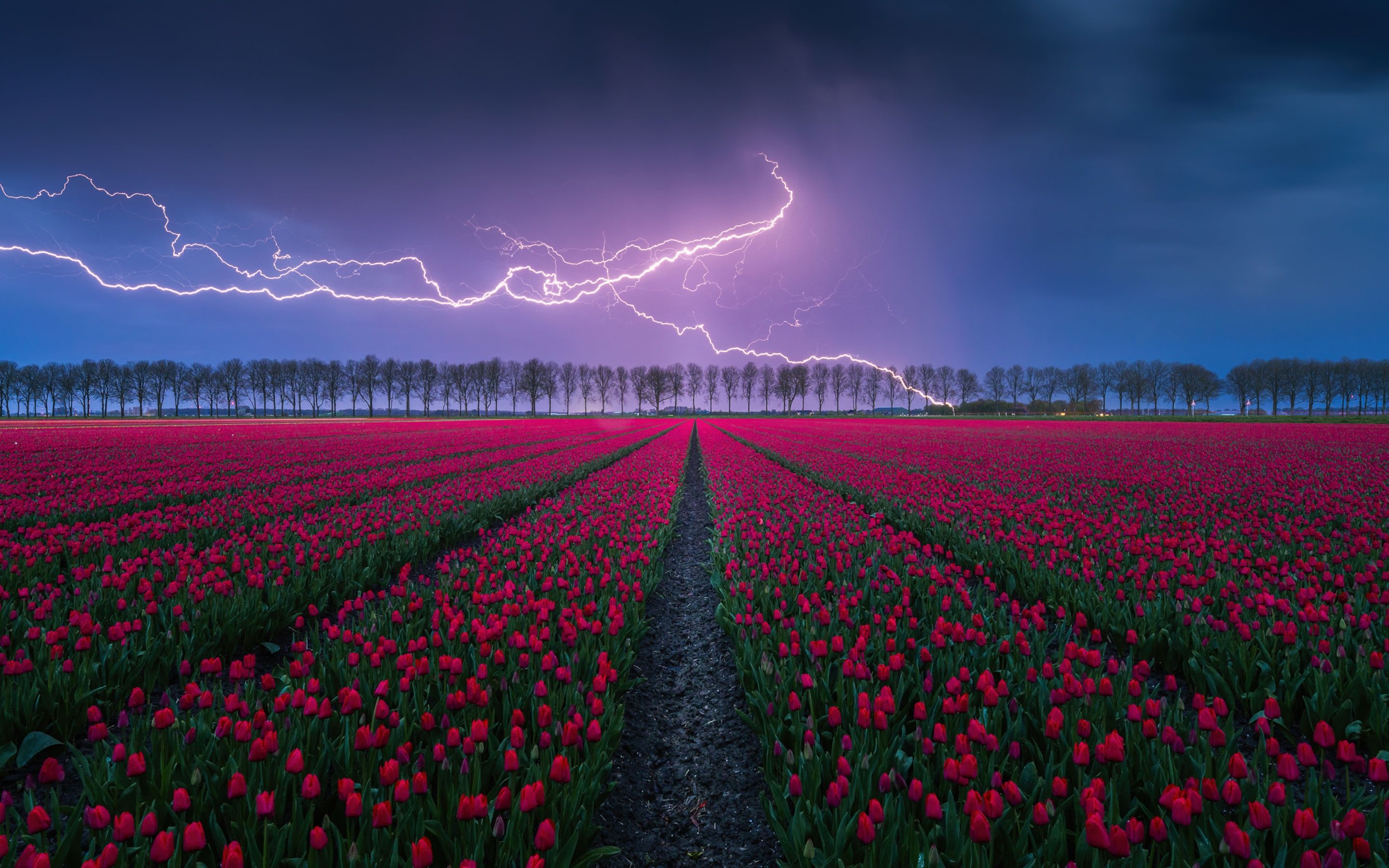 2880x1800 Tulips field Wallpaper 4K, Lightning Strike, Storm