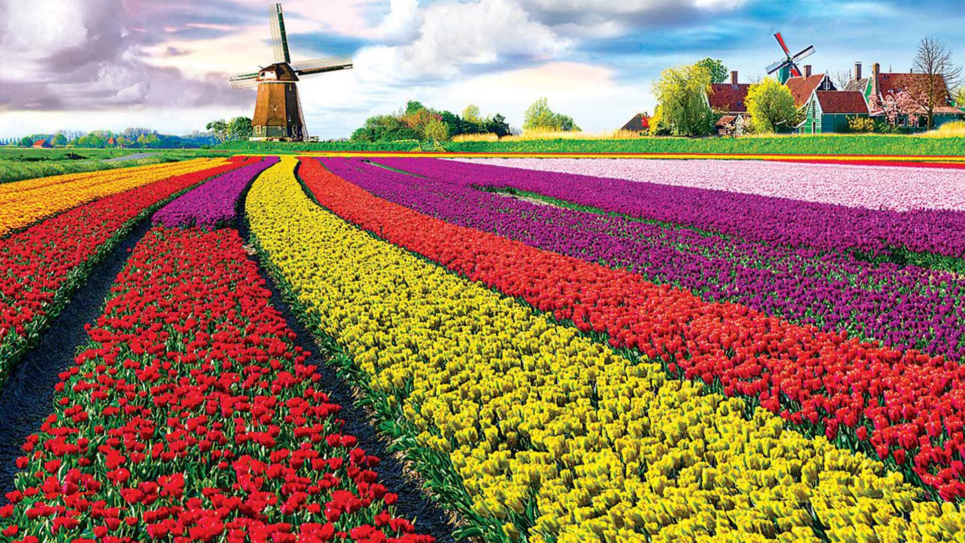 1920x1080 Tulips Field Wallpaper