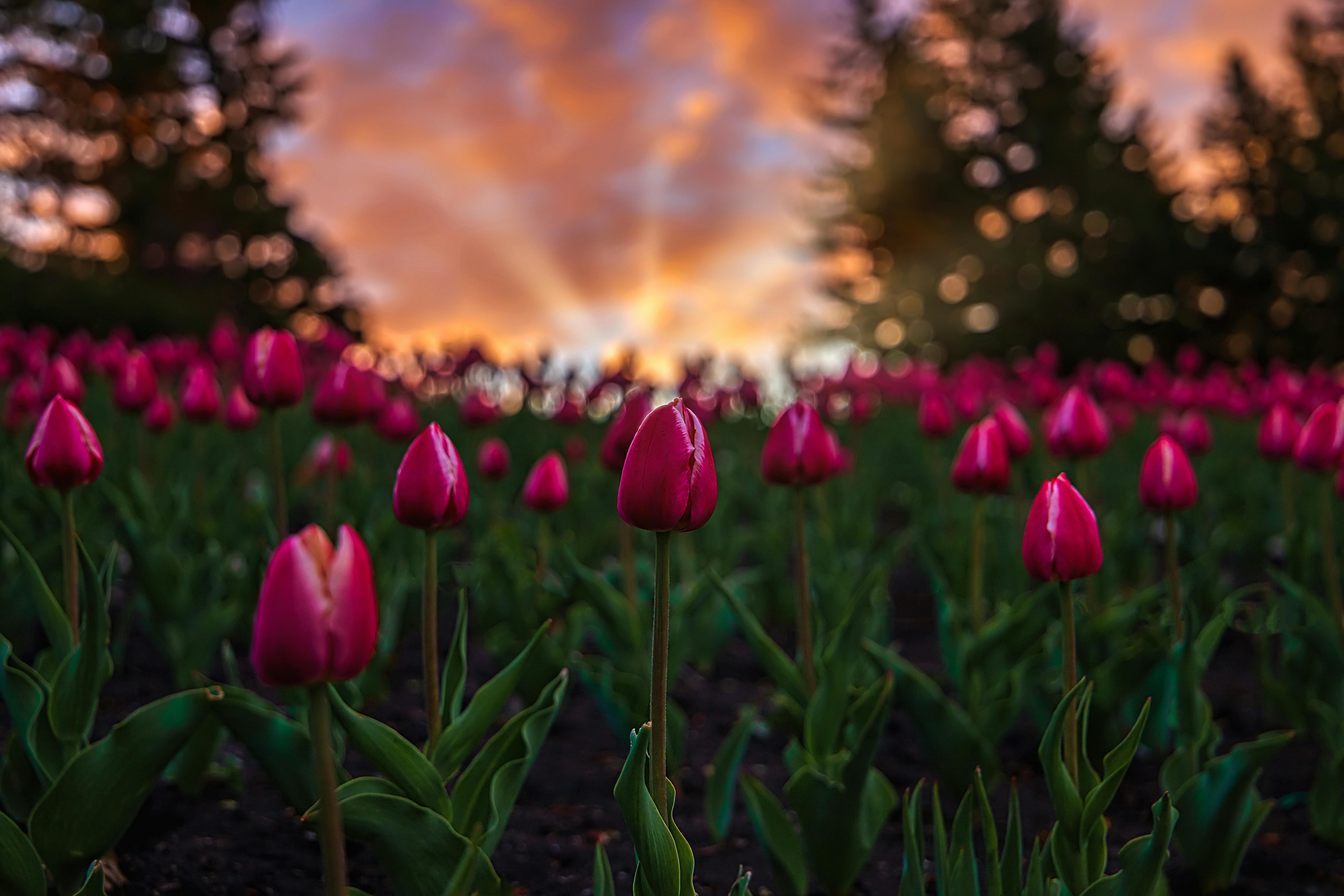 6036x4024 Tulips At Sunrise · Free