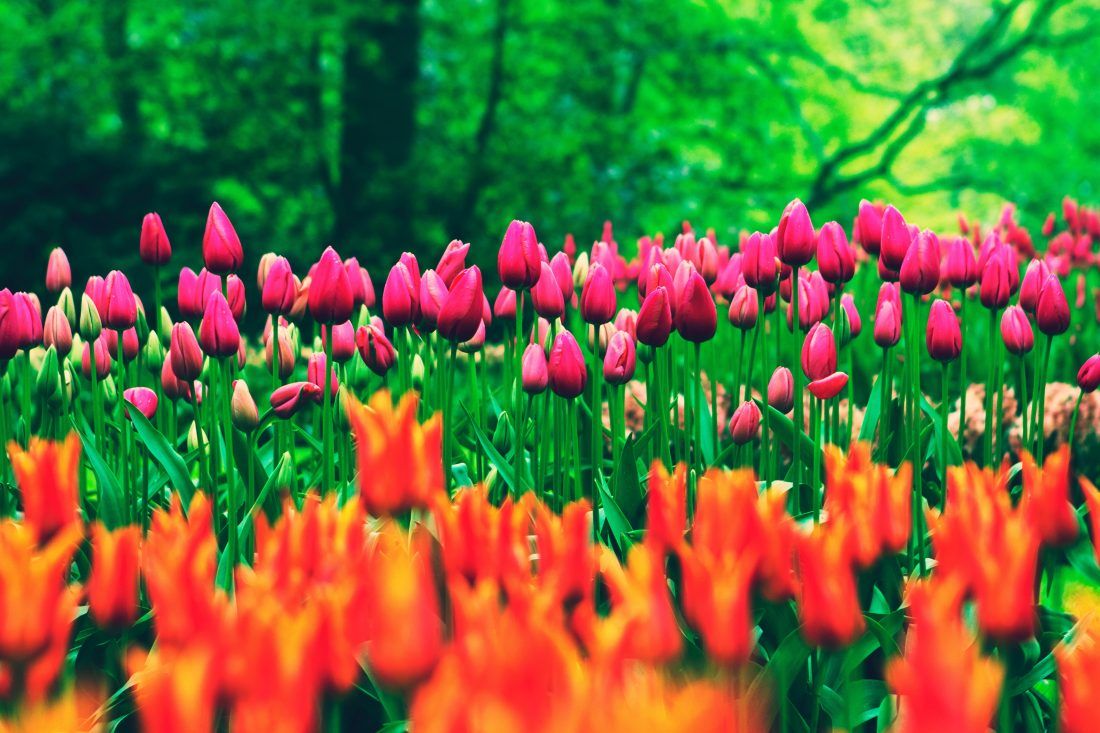 1100x733 Tulip Flowers In Field Royalty Free