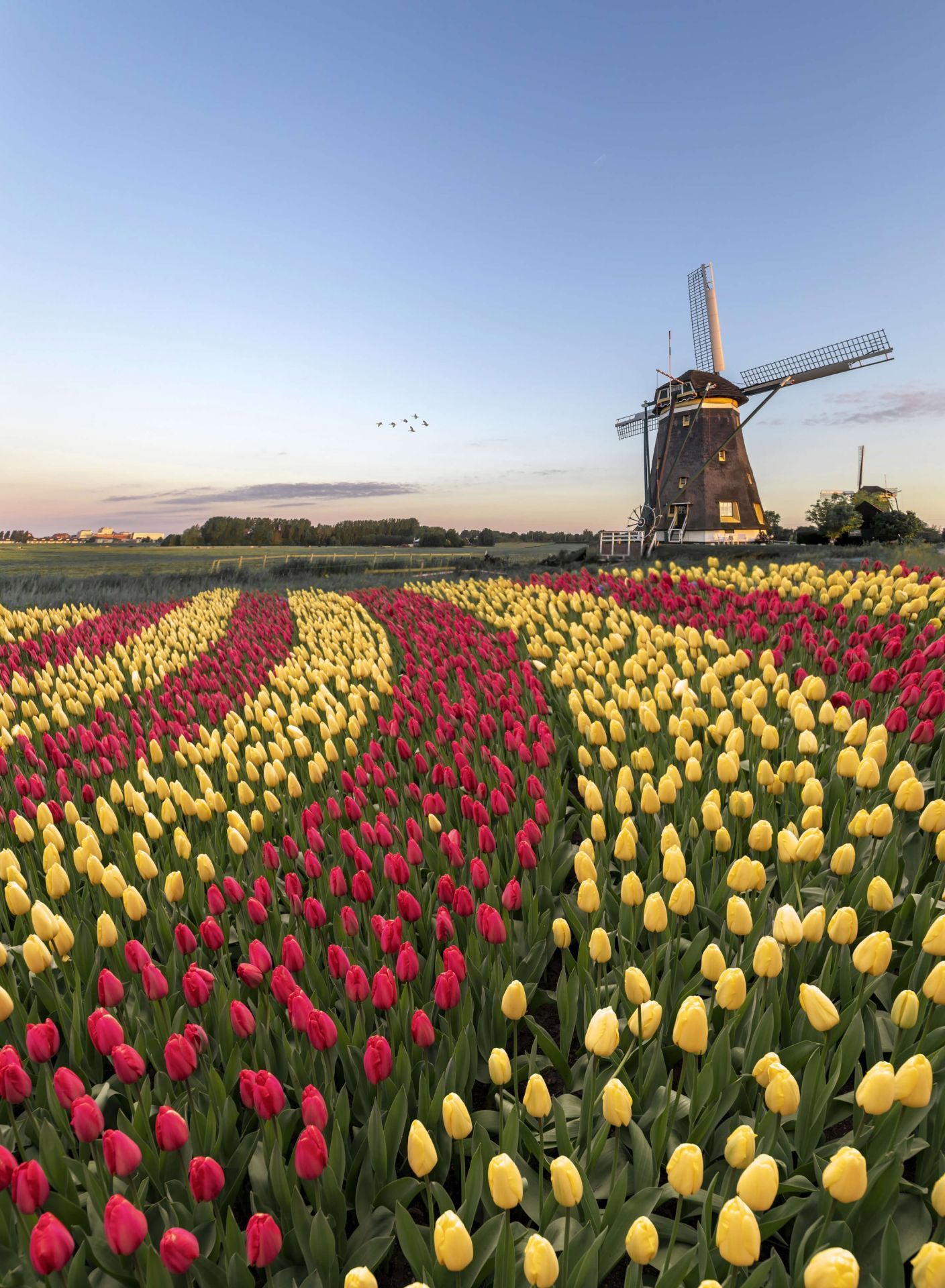 1408x1920 Dutch tulip field