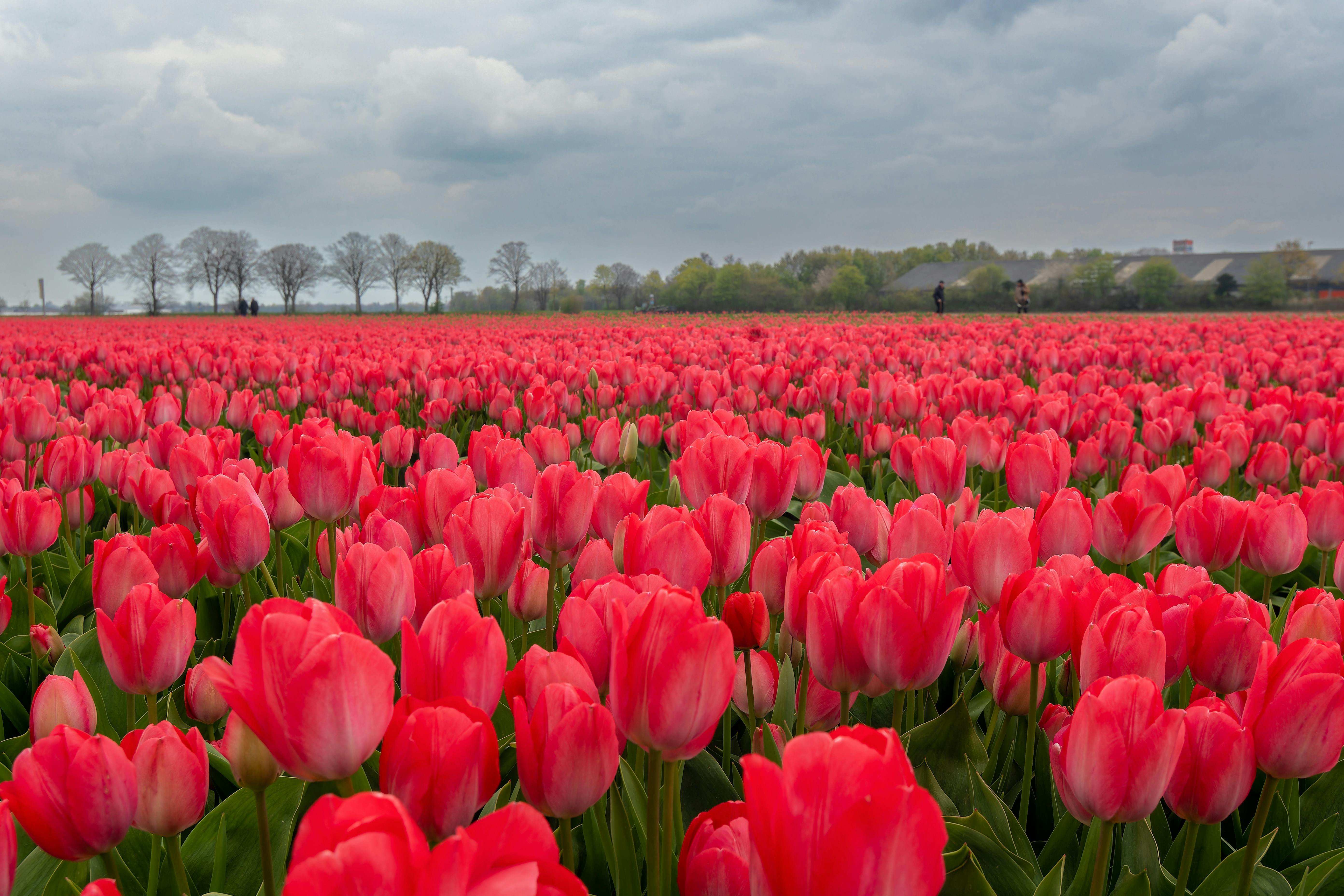 5568x3712 Field of Red Tulips · Free