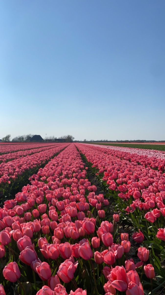 675x1200 tulips