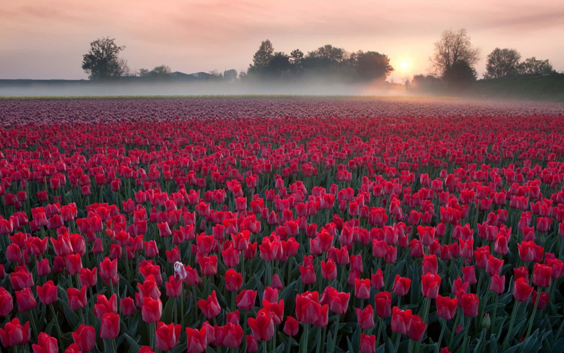 1920x1200 Download Vibrant Tulip Field in Full Bloom Wallpaper